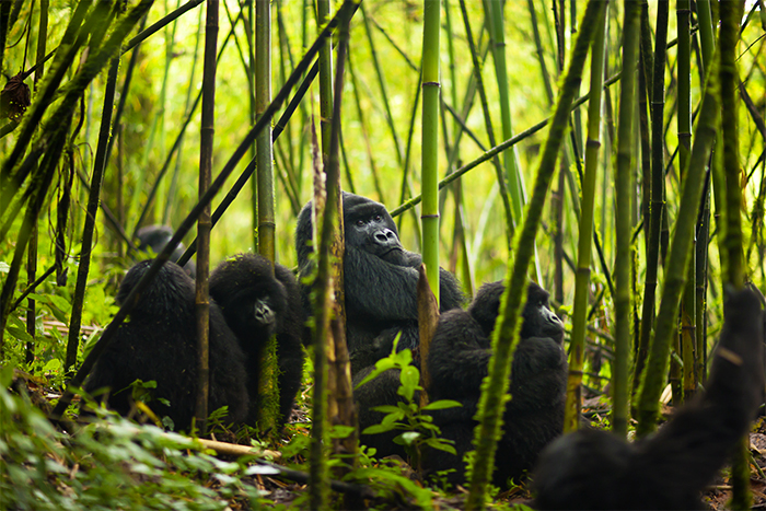 Two day Gorilla Trekking